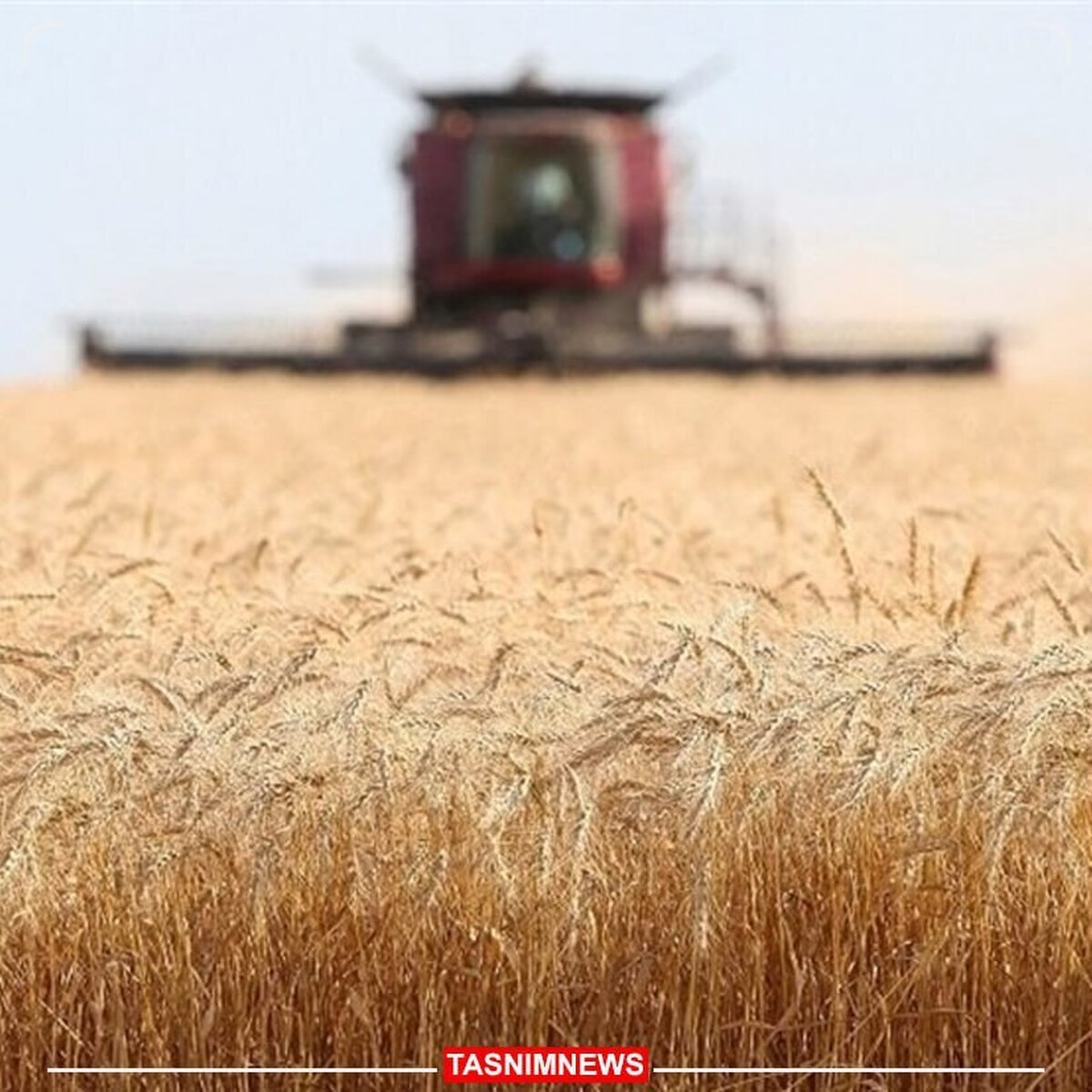 تعیین قیمت گندم بالاتر از نرخ جهانی 