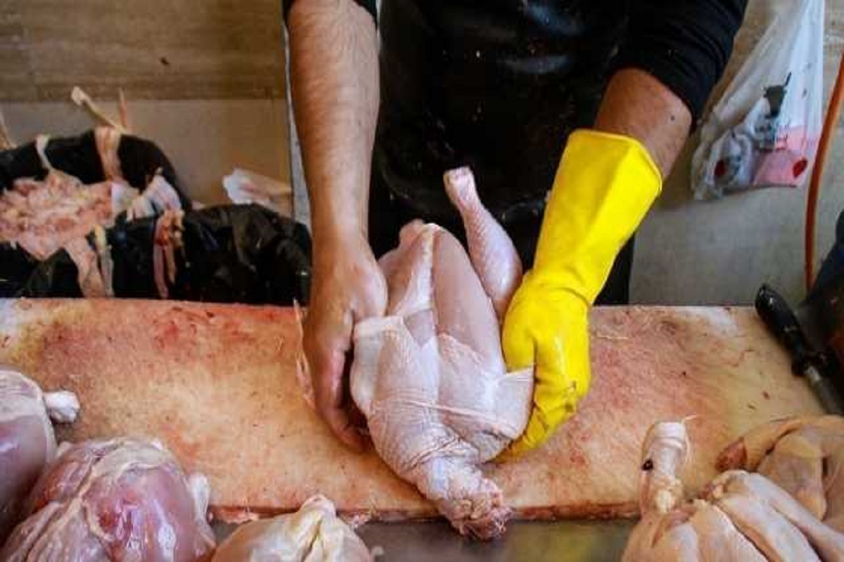 ۱۰ درصد مرغ تولیدی برای ذخایر استراتژیک در حال جمع‌آوری است