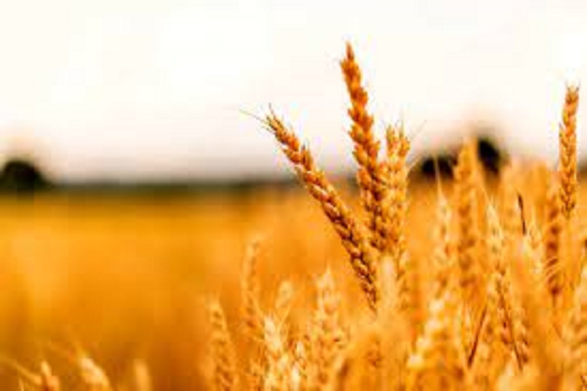 53 هزار تن گندم در گلستان ناپدید شد