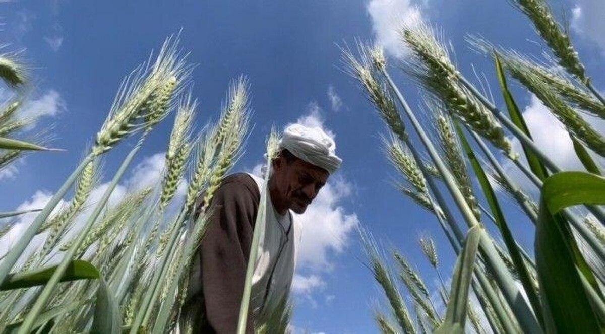 گندم در قبال کود؛ مذاکرات مصری- هندی برای تأمین امنیت غذایی