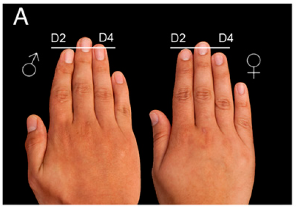ارتباط طول انگشتان شما با سلامتیتان چیست؟