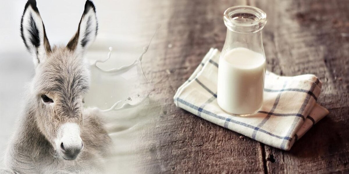 قیمت شیر الاغ هم نجومی شد: هر کیلو ۵۰۰ هزار تا ۲ میلیون ناقابل!