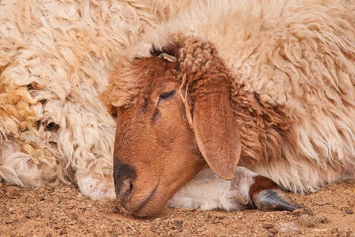 بهترین راهنمای خرید گوسفند زنده در تهران