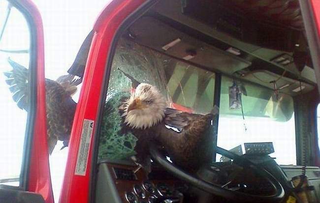 زنده ماندن عجیب یک عقاب پس از تصادف با کامیون!! + عکس