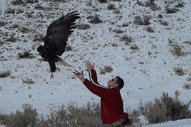زنده ماندن عجیب یک عقاب پس از تصادف با کامیون!! + عکس