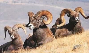 لرستان