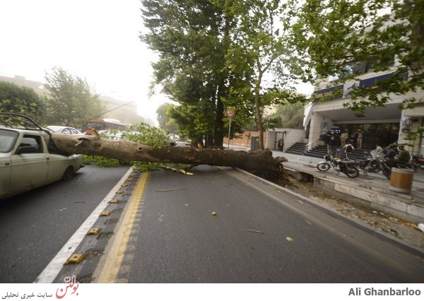 سقوط درخت خیابان ولیعصر را مسدود کرد