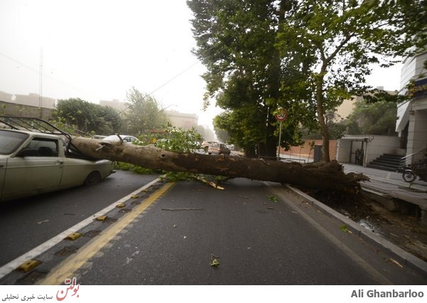 سقوط درخت خیابان ولیعصر را مسدود کرد