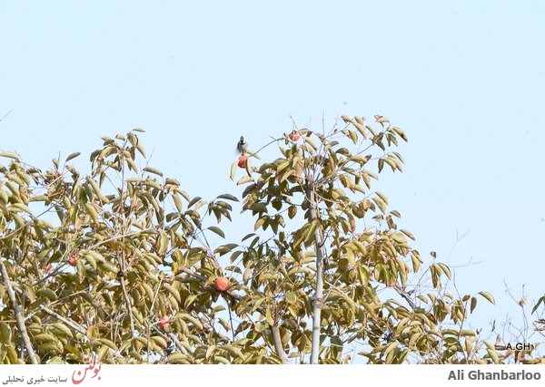 تصاویر انار خوردن یک پرنده زیبادر تهران