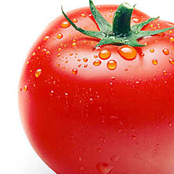 قیمت گوجه‌فرنگی به زیر 1500 تومان می‌رسد