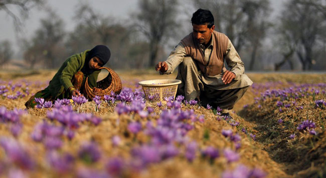 نگرانی از فروش زعفران چینی، هندی و امارات در ایران و منطقه