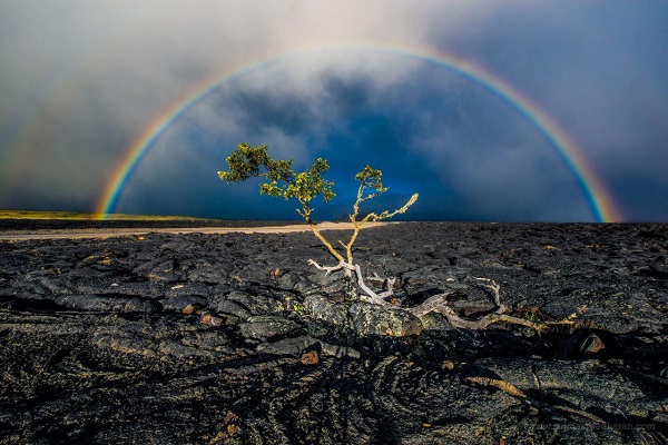 زمین گدازه ای و درختی جان سخت در قاب رنگین کمان؛ هاوایی _ آمریکا