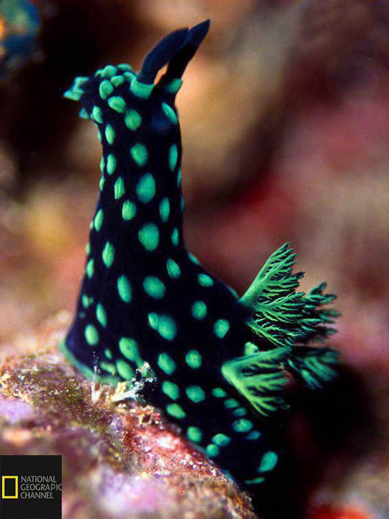 حلزون دریایی نمبروتا کریستاتا