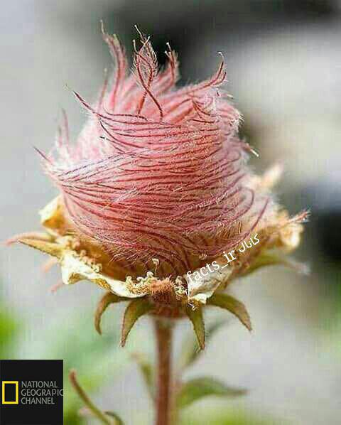 یکی از زیباترین و کمیاب ترین گل‌های رز دنیا