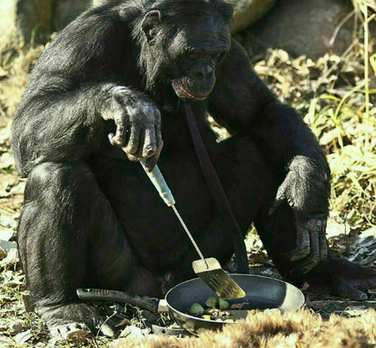 شامپانزه کانزی