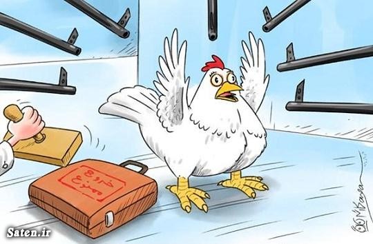 گرمای هوا مرغ را گران کرد