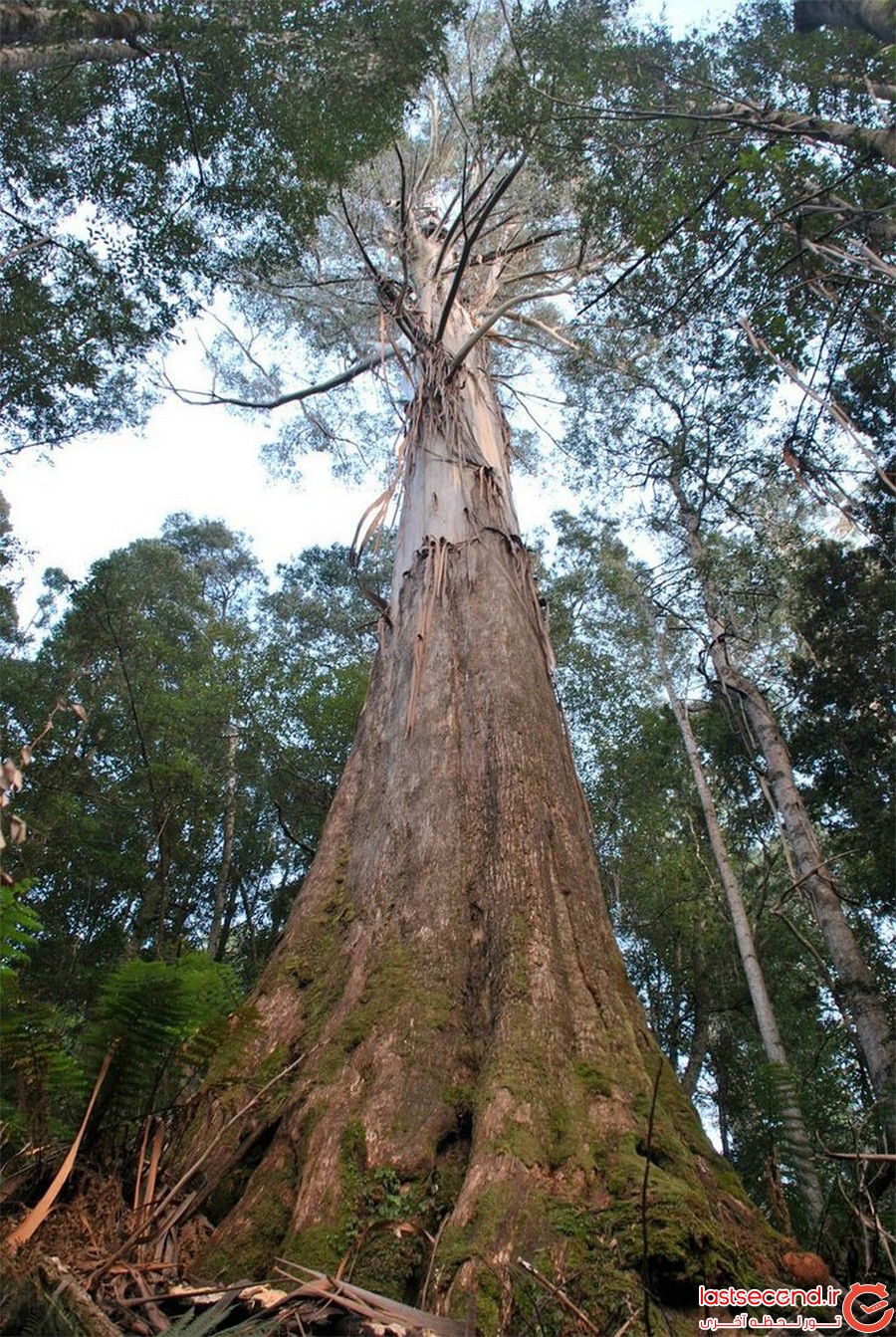 تصاویری از درختان عظیم الجثه در استرالیا