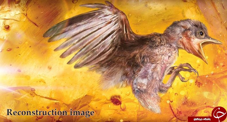 کشف اندامهای سالم یک پرنده ۹۹ میلیون ساله در دل کهربا+تصاویر