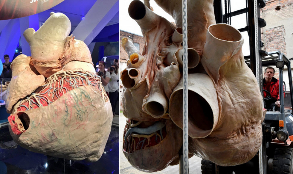 بزرگ‌ترین قلب دنیا ۲۷۰ کیلوگرم وزن دارد!