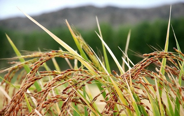 شریعتمداری در فصل برداشت برنج دستور واردات داد/ نگاه شریعتمداری به واردات برای تولید کننده خطرناک است/ کاهش 10 درصدی صادرات و افزایش 15 درصدی واردات