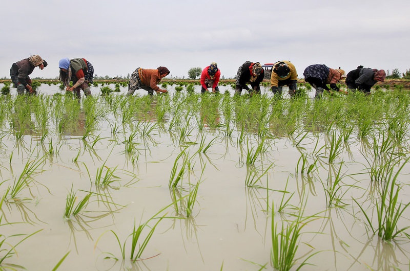 مافیای برنج سفره ایرانی را نشانه رفته است