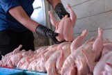 آیا قیمت‌های مرغ در بازار عادلانه است؟