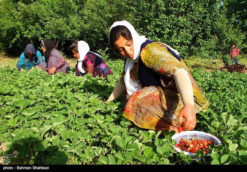 نخستین جشنواره توت فرنگی کردستان برگزار شد