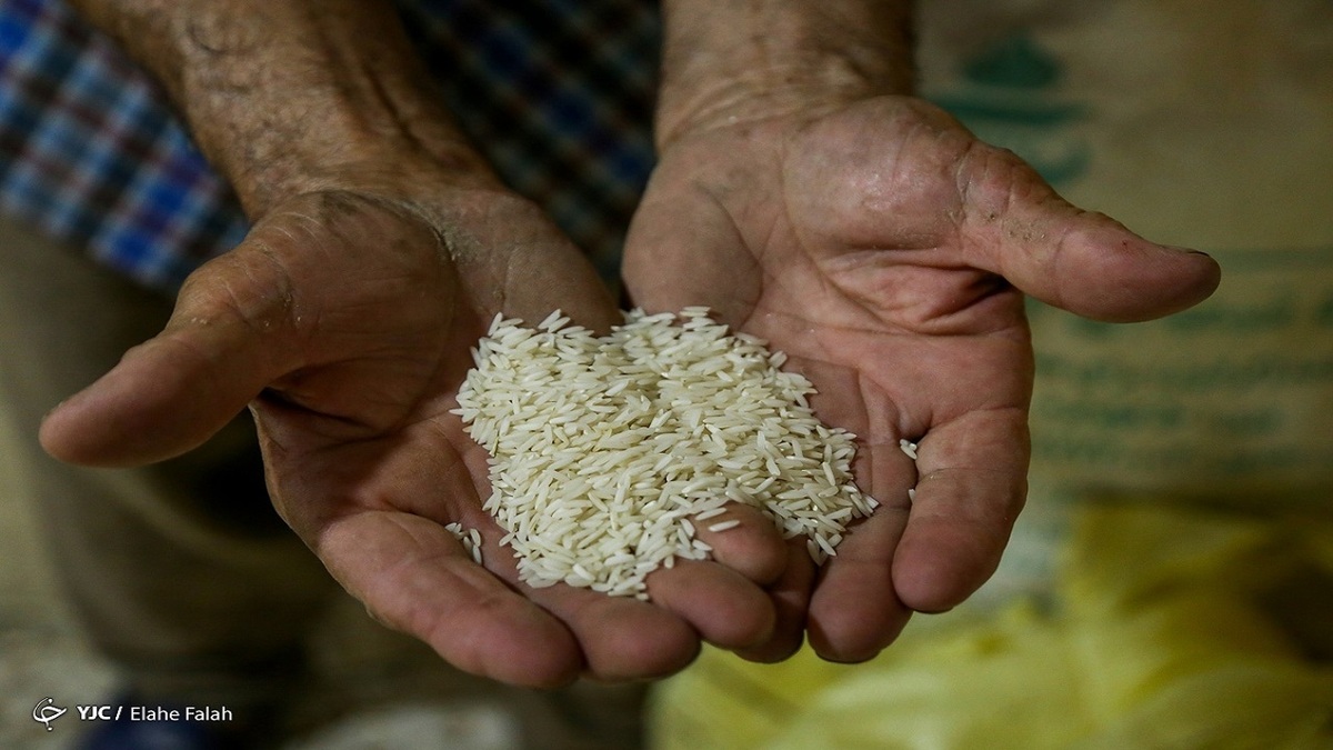 واردات ۱۰۰ هزار تن سیب‌زمینی و توزیع ۲۰۰ هزار تن برنج خارجی