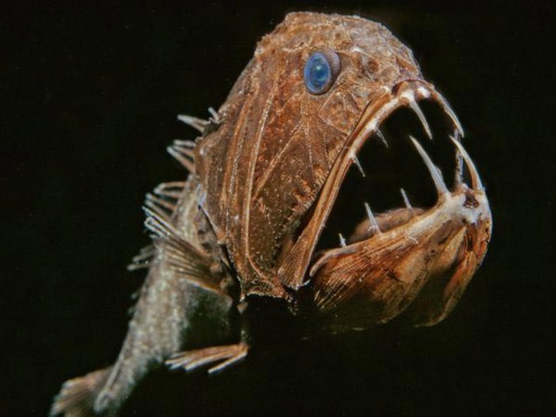 تصاویر ترسناک از موجودات اعماق دریا