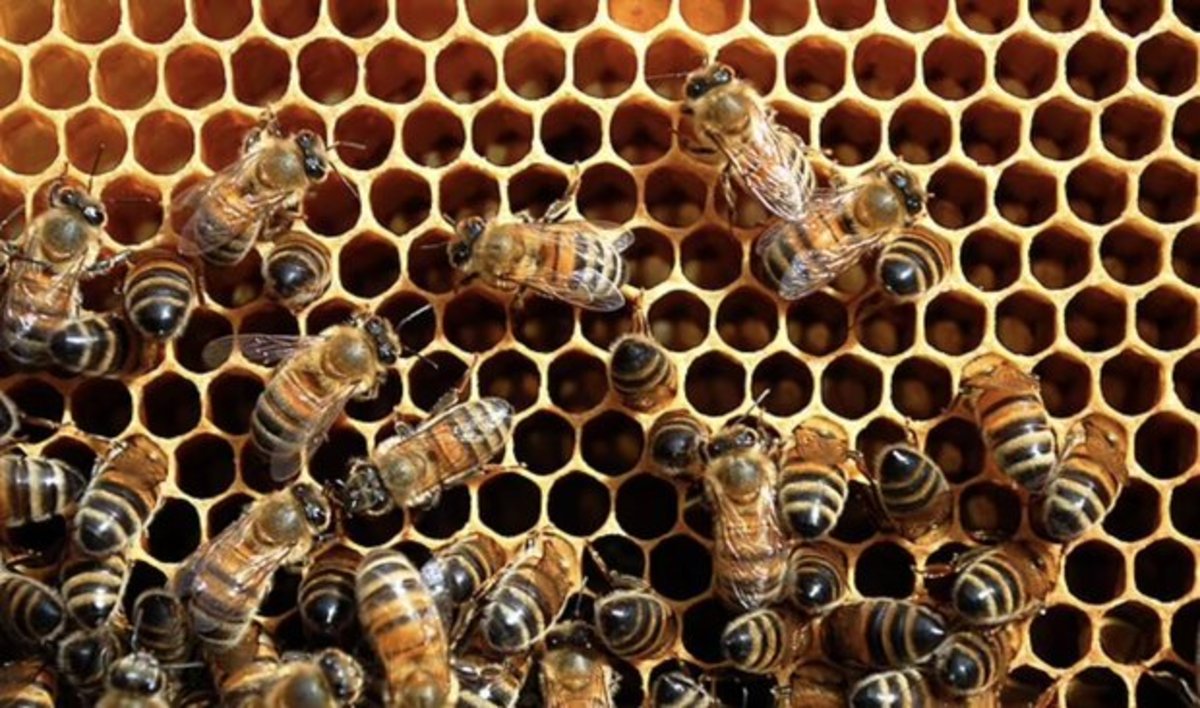 نقش اساسی زنبور عسل در افزایش تولید محصولات زراعی در کشور