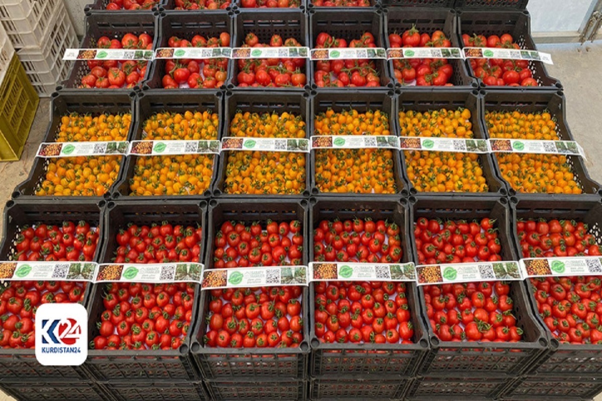 تصمیم وزارت کشاورزی مبنی بر رفع ممنوعیت واردات گوجه فرنگی از خارج به اقلیم کردستان