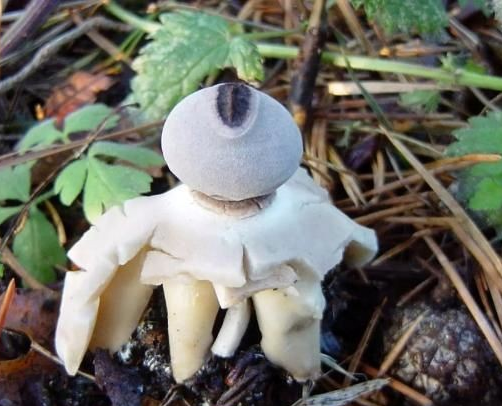 کشف یک نوع قارچ شبیه انسان در طبیعت