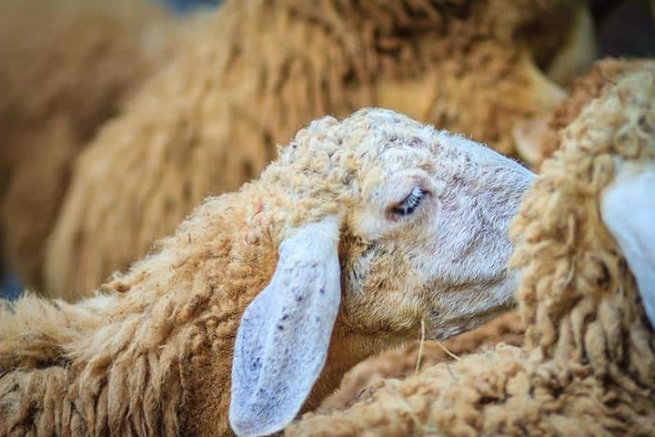 بهترین راهنمای خرید گوسفند زنده در تهران