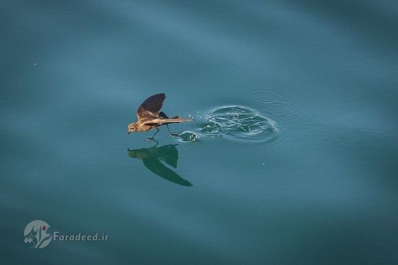  عکاس: مک کنا پالی، تصویری از یک پرنده دریایی که در جستجوی غذا در حال دویدن بر روی آب است. این عکس در سواحل جزیره فرناندینا گرفته شده است 