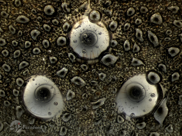 اجزاء داخل چشمان یک زنبور عسل استرالیایی
