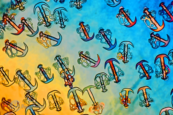 تجهیزات تصویربرداری در مقیاس میکرو نشان می‌دهند که پوست خیار دریایی (sea cucumbers)، ساختار لنگری شکل شگفت‌انگیزی دارد.
