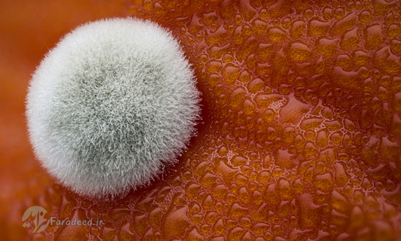 تصویری از رشد قارچ روی پوست گوجه فرنگی
