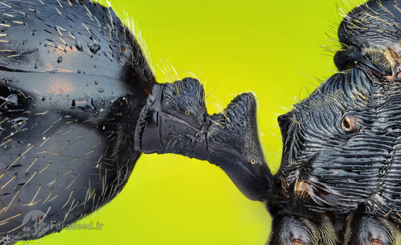 نمای میکروسکوپی از شکم و سینه یک مورچه

