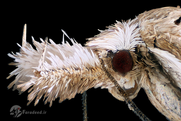 تصویری میکروسکوپی از بدن یک پروانه
