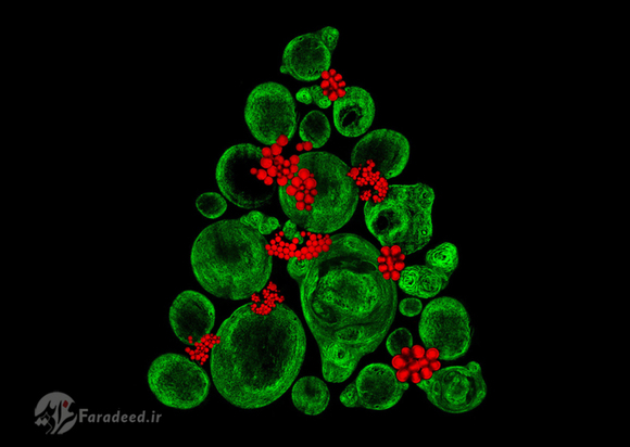 بافت غضروفی شکل از سلول‌های بنیادی استخوان که برای ایجاد شباهت به درخت کریسمس، رنگ‌آمیزی و مرتب ‌شده‌اند.
