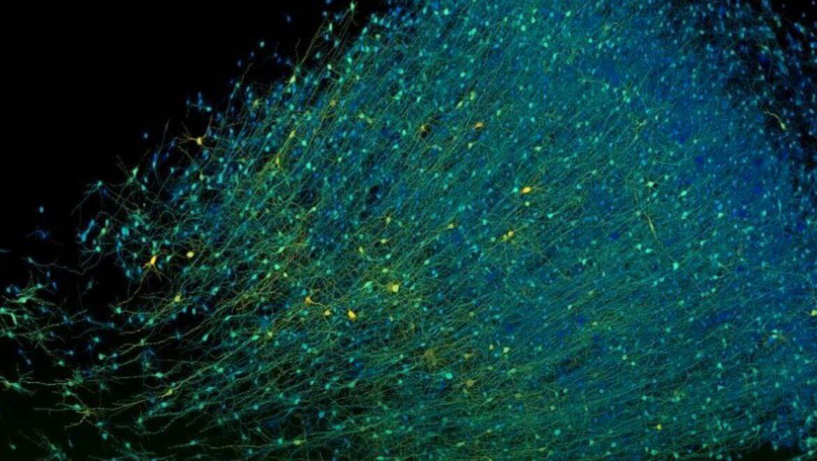 تهیه نقشه‌ سه‌بعدی از یک میلی‌مترمکعب مغزانسان باجزییات دقیق