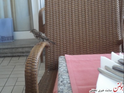 رستوران گنجشک ها + تصاویر