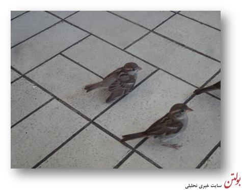 رستوران گنجشک ها + تصاویر