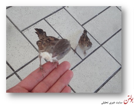 رستوران گنجشک ها + تصاویر