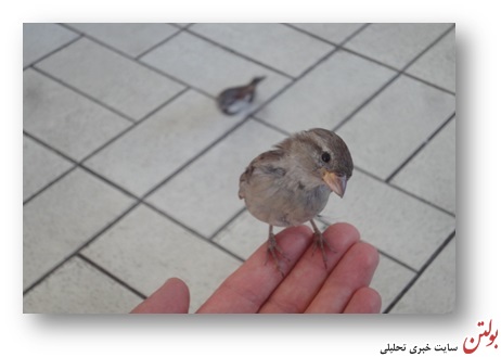 رستوران گنجشک ها + تصاویر