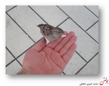 رستوران گنجشک ها + تصاویر