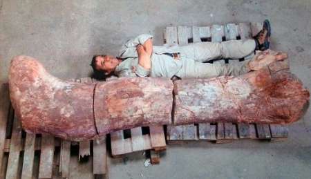 بزرگترین فسیل دایناسور 100 تنی + تصاویر