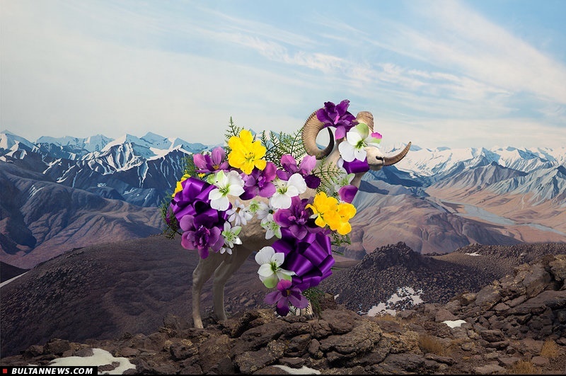 پفک‌هایی رهاشده در طبیعت وحشی!