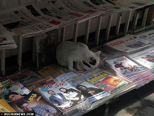 تبریک ویژۀ «گربۀ روزنامه خوان» به خبرنگاران (+عکس)