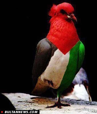 پاسخ «بولتن نیوز» به نظر انتقادی یکی از مخاطبان پاسخ «بولتن نیوز» به نظر انتقادی یکی از مخاطبان
